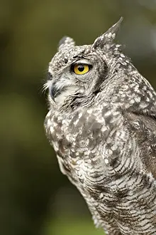 Prints of Eurasian Eagle-owl sideways Eurasian Eagle Owl Prints: Eurasian Eagle-owl Print: Majestic Bird in Profile