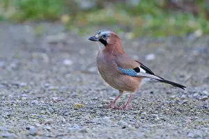 European Passerine Species Prints: Eurasian Jay presenting itself from the side