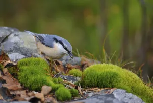 Prints of Eurasian Nuthatch when foraging.nuthatch foraging on the forest floor Nuthatch Prints: Eurasian Nuthatch Foraging Print