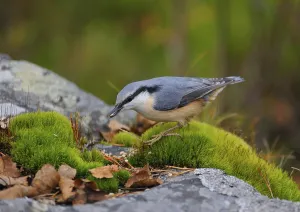 Prints of Eurasian Nuthatch when foraging.nuthatch foraging on the forest floor Nuthatch Prints: Eurasian Nuthatch Foraging Print