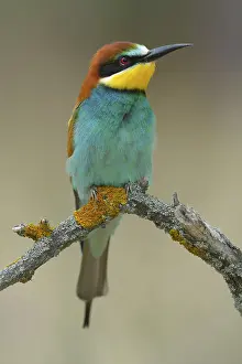 Close Up Bird Photos Prints: European Bee-eater (Merops apiaster)
