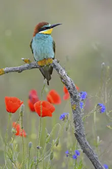 Animal Head Shot Prints: European Bee-eater (Merops apiaster)