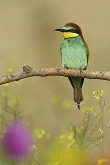 Close Up Bird Images Prints: European Bee-eater (Merops apiaster)