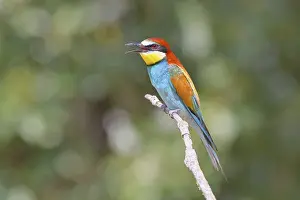 Bird Sitting On A Branch Prints: European bee-eater (Merops apiaster) sitting on a branch