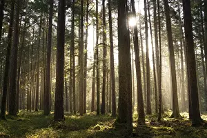 Evening Light In The Black Forest Prints: Evening light in the Black Forest
