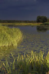 Deserted Forest Landscape Photography Prints: Evening mood in the floodplain forest