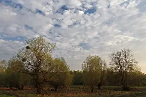 Atmospheric Evening Sky Photo Prints: Evening mood in the floodplain forest
