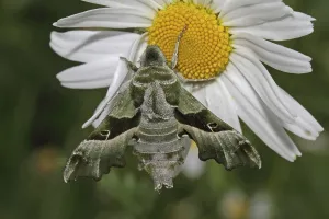 Butterfly Images Prints: Evening Primrose Hawk