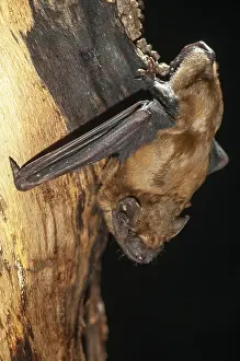 Prints of Evening sailor, common noctule, great bat, nyctalus noctula, bats, chiroptera, bats, high size, vertical format, mammals, mammals Noctule Prints: Evening Sailor Bat Print
