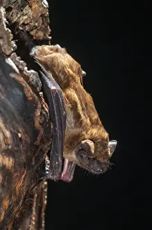 Prints of Evening sailor, common noctule, great bat, nyctalus noctula, bats, chiroptera, bats, high size, vertical format, mammals, mammals Noctule Prints: Evening Sailor Bat Print, Nyctalus Noctula