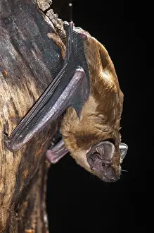 Prints of Evening sailor, common noctule, great bat, nyctalus noctula, bats, chiroptera, bats, high size, vertical format, mammals, mammals Evening Bat Prints: Evening Sailor Bat Print, Nyctalus Noctula