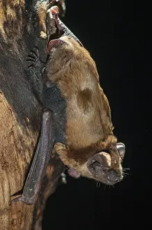 Prints of Evening sailor, common noctule, great bat, nyctalus noctula, bats, chiroptera, bats, high size, vertical format, mammals, mammals Noctule Prints: Evening Sailor Bat Print, Nyctalus Noctula
