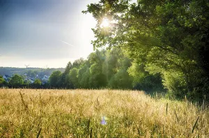Summer Evening Mood Prints: Evening sun in summer