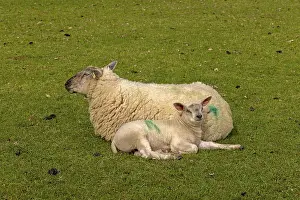 European Livestock Farming Prints: Ewe and lamb lying next to each other and recedles