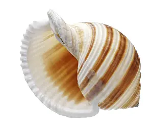 Mussel Prints: Exotic Seashell Print