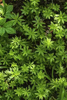 Forest Floor Texture Prints: Explore the lush textures of a forest floor