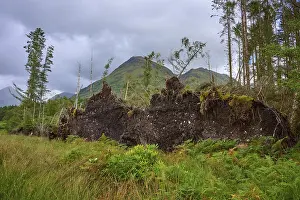 Argyll And Bute Landscapes Prints: Exposed root structures of fallen trees under cloudy skies