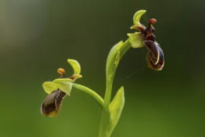 Wildlife In Spain Prints: An exquisite example of mimicry in nature