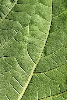 Green Leaf Macro Shot Prints: Extreme macro of green leaf