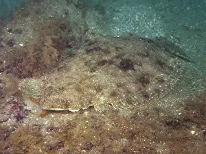 Flounder Prints: Bothus ocellatus Print, Amber Jack Dive Site, Destin