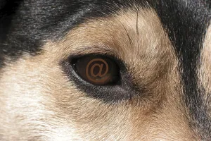 Macro Eye Photography Prints: Eye with @ e-mail sign