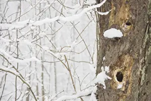 German Winter Scenery Prints: Face-like structure in tree bark