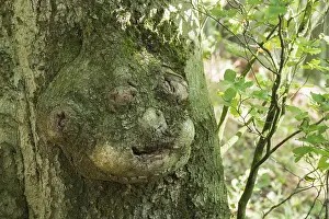 German Plant Life Prints: Facial-like adhesion on a tree trunk