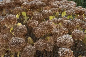 Uninhabited Bavarian Scenery Prints: Faded hydrangea (Hydrangea), Bavaria, Germany