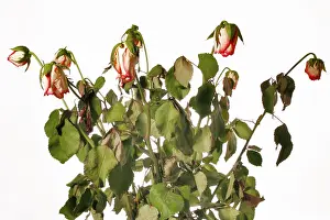Rose Petals Prints: Faded rose
