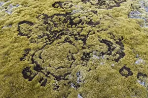 Northern Iceland Nature Photography Prints: fairy ring in the moss, Hellisheioi