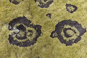 Northern Iceland Nature Photography Prints: fairy ring in the moss, Hellisheioi