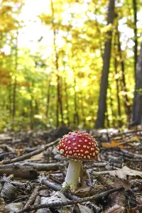 Amanita Strobiliformis Prints: Fairytale toadstool, autumn, Germany