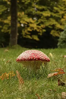 Empty Forest Scene Germany Prints: Fairytale toadstool, autumn, Germany
