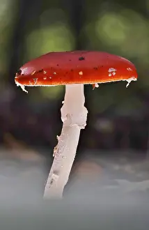 Central Europe Autumn Scene Prints: Fairytale toadstool, autumn, Germany