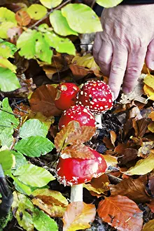 Red Fly Agaric Mushroom Prints: Fairytale toadstools, autumn, Germany