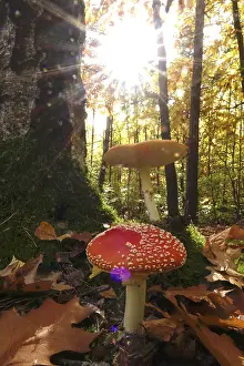 Fairytale Toadstools Prints: Fairytale toadstools in the forest