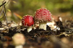 Fairytale Toadstools Prints: Fairytale toadstools in the forest