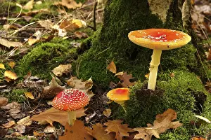 Amanita Strobiliformis Image Prints: Fairytale toadstools in the forest