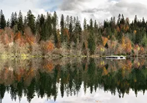 Central Europe Fall Colors Prints: Fall color forest