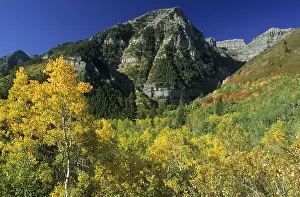 Colorful Autumn Leaves Prints: Fall coloured forest in the Wasatch Range