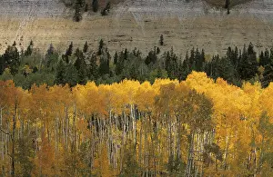 Deciduous Forest Landscape Prints: Fall coloured forest in the Wasatch Range