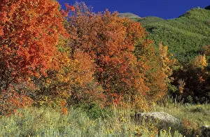 Deciduous Forest Landscape Prints: Fall coloured maple trees in the Wasatch Range