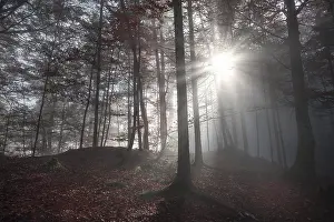 Autumn Forest Germany Prints: Fall image with a shadowed forest