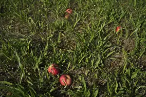 Deciduous Tree Cultivation Prints: Fallen fruit, apple tree, red apples