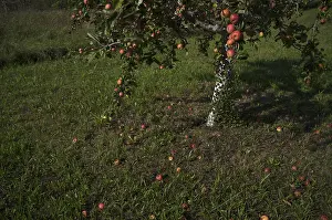 Central European Deciduous Trees Prints: Fallen fruit, apple tree, red apples