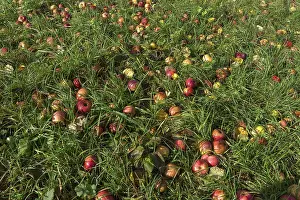 Fallen Fruit Germany Prints: Fallen fruit in grass, apples (Malus)