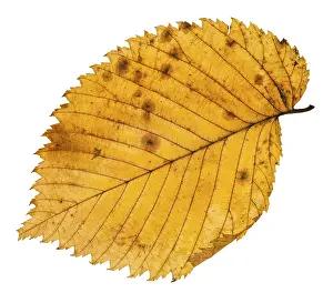 Deciduous Tree Leaf Prints: Fallen leaf of elm tree isolated on white background