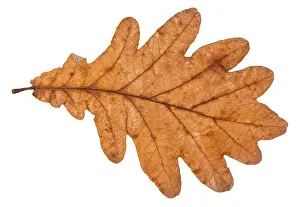 Plain Colored Background For Text Prints: Back side of fallen leaf of oak tree isolated on white background