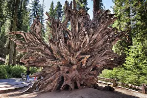 Giant Sequoia Prints: Fallen monarch, root of sequoia (Sequoioideae)