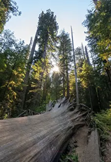 Giant Rainforest Tree Prints: Fallen sequoia (Sequoia sempervirens)